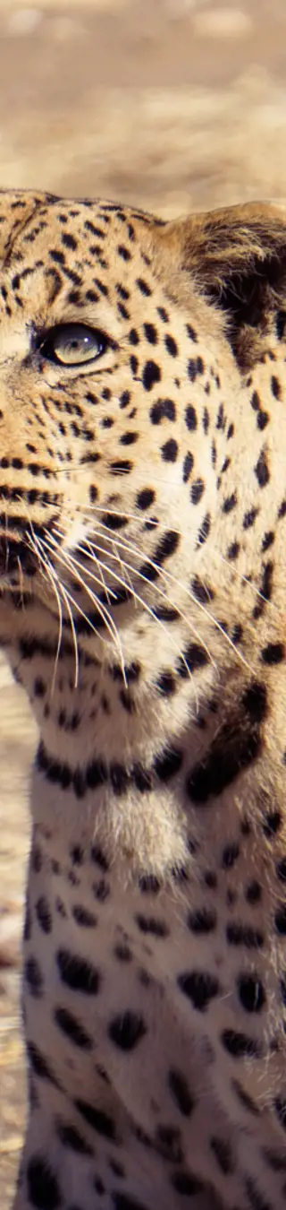 Spektakulärer Besuch bei den «Big Cats»